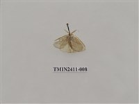 藏品(灰雙線刺蛾)的圖片